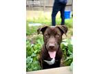Adopt Sisu a Brown/Chocolate Labrador Retriever / Husky / Mixed dog in Nelson