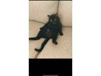 Adopt Tilly Biscuits a Black (Mostly) Domestic Shorthair / Mixed (short coat)