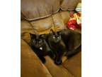 Adopt Pluto & Tootles a Black (Mostly) Domestic Shorthair / Mixed (short coat)