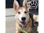 Adopt Gibson a Tan/Yellow/Fawn Husky / Mixed dog in Tangent, OR (41208653)