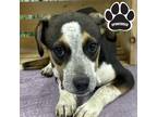 Adopt FC-Justin a Black Mixed Breed (Small) / Mixed Breed (Medium) / Mixed