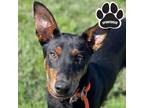 Adopt Kobe a Black Doberman Pinscher / Mixed dog in Tangent, OR (41209372)