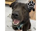 Adopt Ferdinand a Black Retriever (Unknown Type) / Mixed dog in Tangent