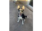 Adopt Brooks a Black - with Brown, Red, Golden, Orange or Chestnut Husky / Mutt