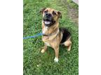 Adopt Allie a Red/Golden/Orange/Chestnut Mixed Breed (Medium) / Mixed dog in