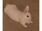 Adopt Snowie a Dwarf / Mixed (short coat) rabbit in POMONA, NY (41088356)