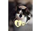Adopt Ed a Domestic Shorthair / Mixed (short coat) cat in POMONA, NY (41088416)