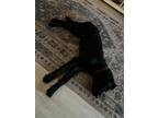 Adopt Buddy a Black Labrador Retriever / Mixed dog in Clearwater, FL (41350609)