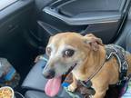 Adopt Jimmy a Tan/Yellow/Fawn - with White Chiweenie / Mixed dog in