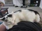 Adopt Loux a Black & White or Tuxedo Domestic Longhair / Mixed (long coat) cat