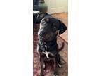 Adopt Abbey a Black Labrador Retriever / Mutt / Mixed dog in Berkley