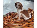 Adopt Nutmeg a Beagle / Mixed dog in Hartville, WY (41350673)