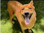 Adopt URGENT! PAST DEADLINE a Red/Golden/Orange/Chestnut Jindo / Mixed dog in
