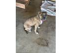 Adopt Seven a Brindle Mutt / Mixed dog in San Antonio, TX (41350595)