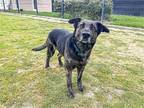 Adopt SIERRA a Black German Shepherd Dog / Mixed dog in Tustin, CA (41182842)