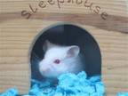 Adopt JINX a Hamster (medium coat) small animal in Tustin, CA (41222164)