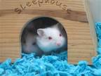 Adopt JIFFY a Hamster (medium coat) small animal in Tustin, CA (41222162)