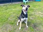 Adopt DUCHESS a Black German Shepherd Dog / Mixed dog in Tustin, CA (41223967)
