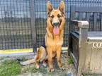 Adopt QUARTZ a Black German Shepherd Dog / Mixed dog in Tustin, CA (41200364)