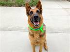 Adopt BOOMER a Black German Shepherd Dog / Mixed dog in Tustin, CA (41207105)