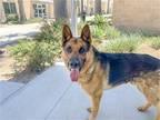 Adopt BOOMER a Black German Shepherd Dog / Mixed dog in Tustin, CA (41207105)