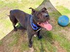 Adopt WILLOW a Black Pit Bull Terrier / Mixed dog in Tustin, CA (41299852)
