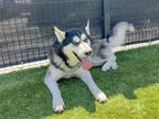 Adopt CHAPLIN a Black Siberian Husky / Mixed dog in Tustin, CA (41279259)