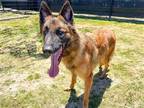 Adopt MULDER a German Shepherd Dog / Mixed dog in Tustin, CA (41286206)