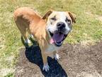 Adopt FARRAH a Tan/Yellow/Fawn Pit Bull Terrier / Mixed dog in Tustin