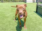 Adopt SOLAR a Brown/Chocolate Labrador Retriever / Boxer / Mixed dog in Tustin