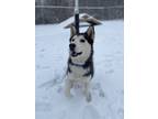 Adopt Logan a Siberian Husky / Mixed dog in Meriden, CT (40115104)