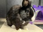 Adopt JUNIOR a Other/Unknown / Mixed (medium coat) rabbit in Tustin