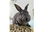 Adopt Mr. Digs a American / Mixed rabbit in Powell River, BC (41190615)