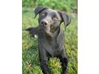 Adopt Kobe a Black Labrador Retriever / American Pit Bull Terrier / Mixed dog in