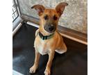 Adopt Brad a Mixed Breed (Medium) / Mixed dog in Rancho Santa Fe, CA (41127173)