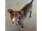 Adopt Swift a Mixed Breed (Medium) / Mixed dog in Rancho Santa Fe, CA (41110326)