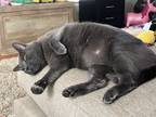 Adopt Tobias a Gray or Blue (Mostly) Russian Blue cat in King George