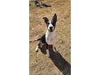 Adopt Cathy a Tricolor (Tan/Brown & Black & White) Border Collie dog in