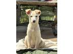 Adopt Dingo a Tan/Yellow/Fawn Carolina Dog / Mixed dog in Collingswood