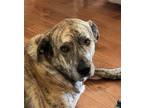 Adopt Jack a Brindle Great Pyrenees / Mutt / Mixed dog in Lebanon, TN (40716537)