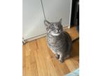Adopt Rocky a Spotted Tabby/Leopard Spotted Domestic Shorthair / Mixed (short