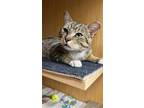 Adopt Murray 2 a Gray, Blue or Silver Tabby Domestic Shorthair cat in New York