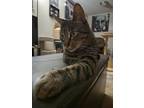 Adopt Mikey a Brown Tabby Domestic Shorthair / Mixed (short coat) cat in