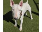 Adopt NOVA a White Bull Terrier / Mixed dog in Diamond Springs, CA (41019984)