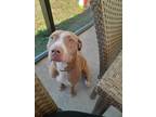 Adopt Raya a Tan/Yellow/Fawn American Pit Bull Terrier / Mixed dog in Umatilla