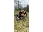 Adopt Dewie a Brown/Chocolate Dachshund / Mixed dog in Uncasville, CT (41350329)