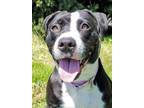 Adopt Cassidy a Black Mixed Breed (Large) / Mixed dog in Blackwood