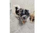 Adopt Zuri a Black Shih Tzu / Mixed dog in Lihue, HI (41350196)