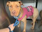 Adopt Janis a Tan/Yellow/Fawn American Pit Bull Terrier / Mixed dog in Fort