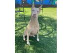 Adopt Kizzy a White Doberman Pinscher / Mixed dog in Temecula, CA (41350354)
